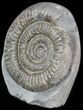 Dactylioceras Ammonite Stand Up - England #46563-1